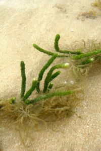 Algi morskie - skuteczny sposób na cellulit??